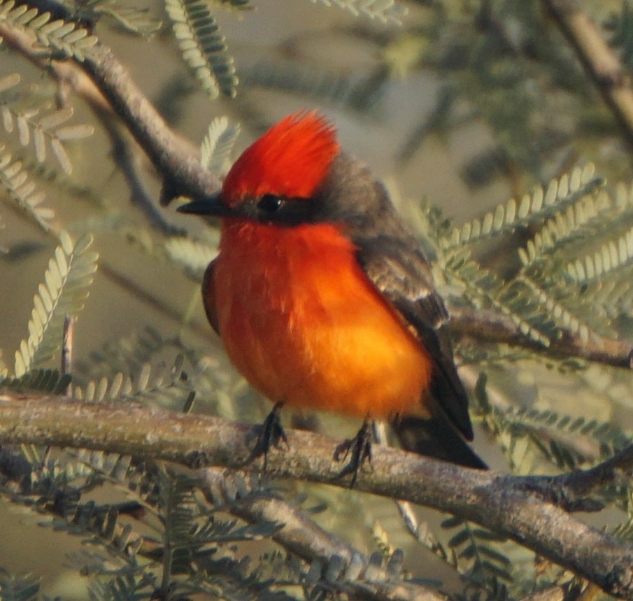 Vermilion Flycatcher - ML646309098