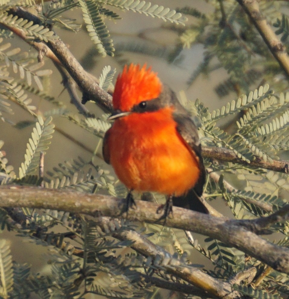 Vermilion Flycatcher - ML646309099