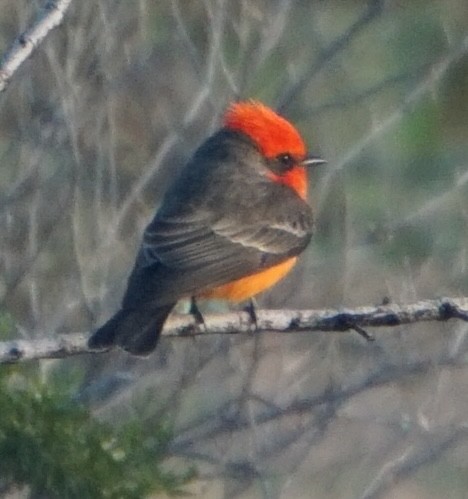 Vermilion Flycatcher - ML646309100