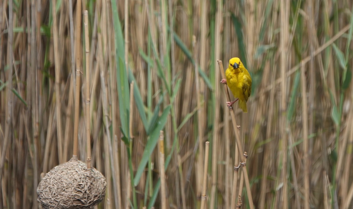 African Golden-Weaver - ML646309101