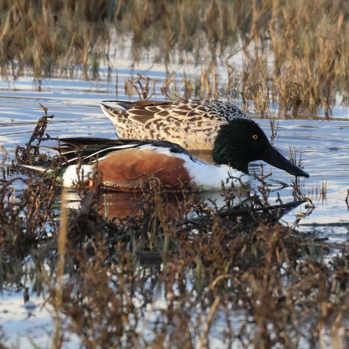 Northern Shoveler - ML646309102