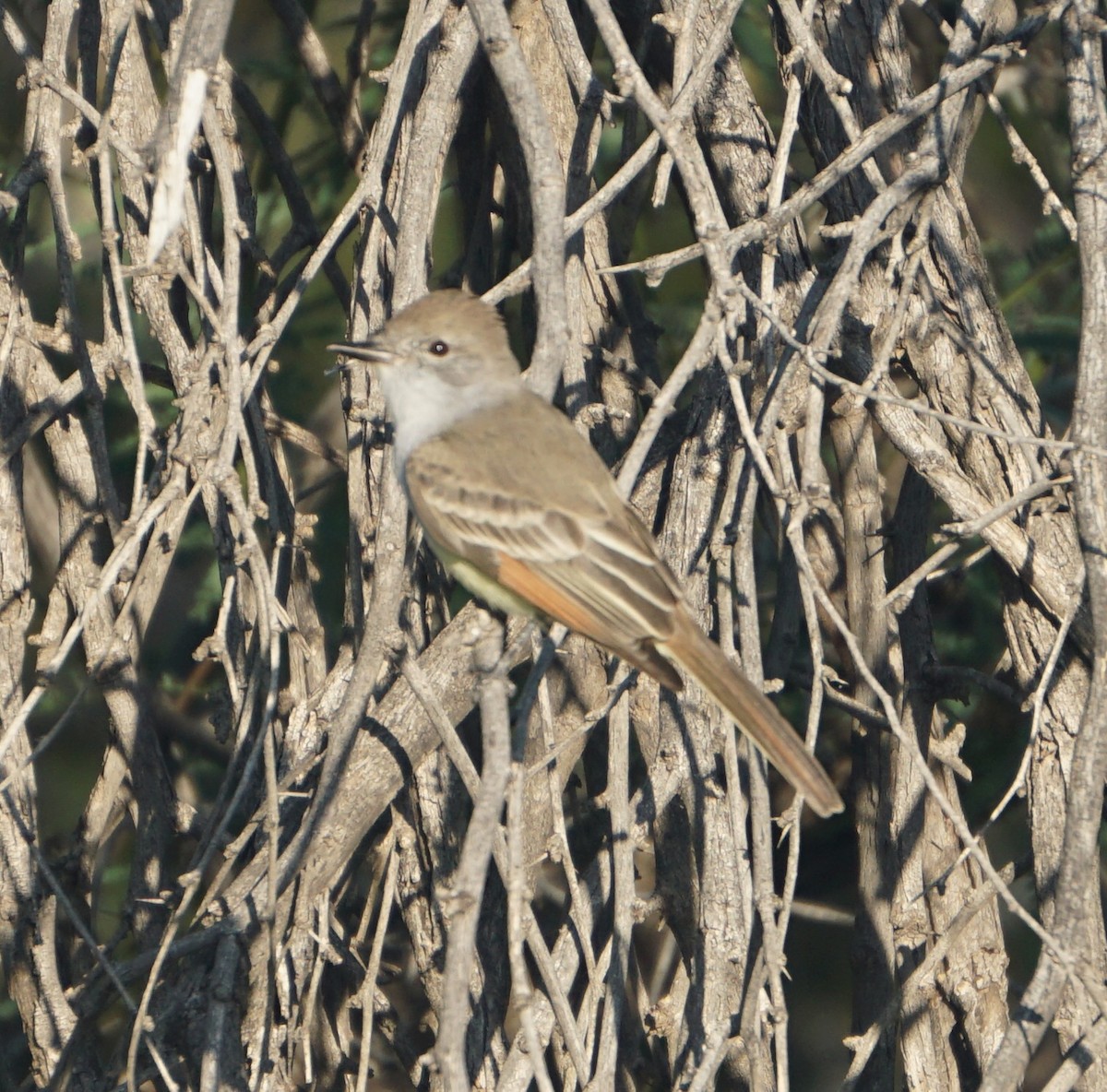 Ash-throated Flycatcher - ML646309106