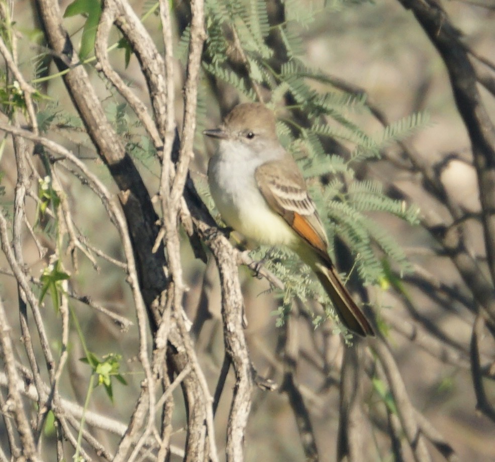Ash-throated Flycatcher - ML646309107