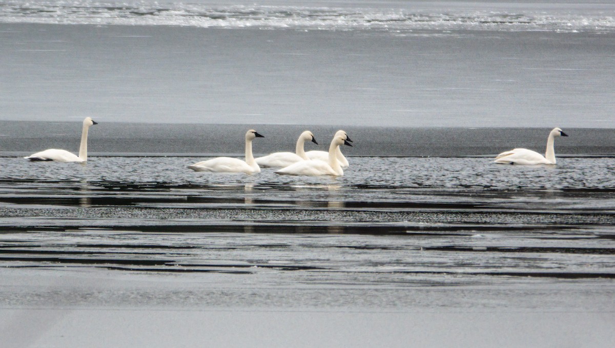 Tundra Swan (Whistling) - ML646309108