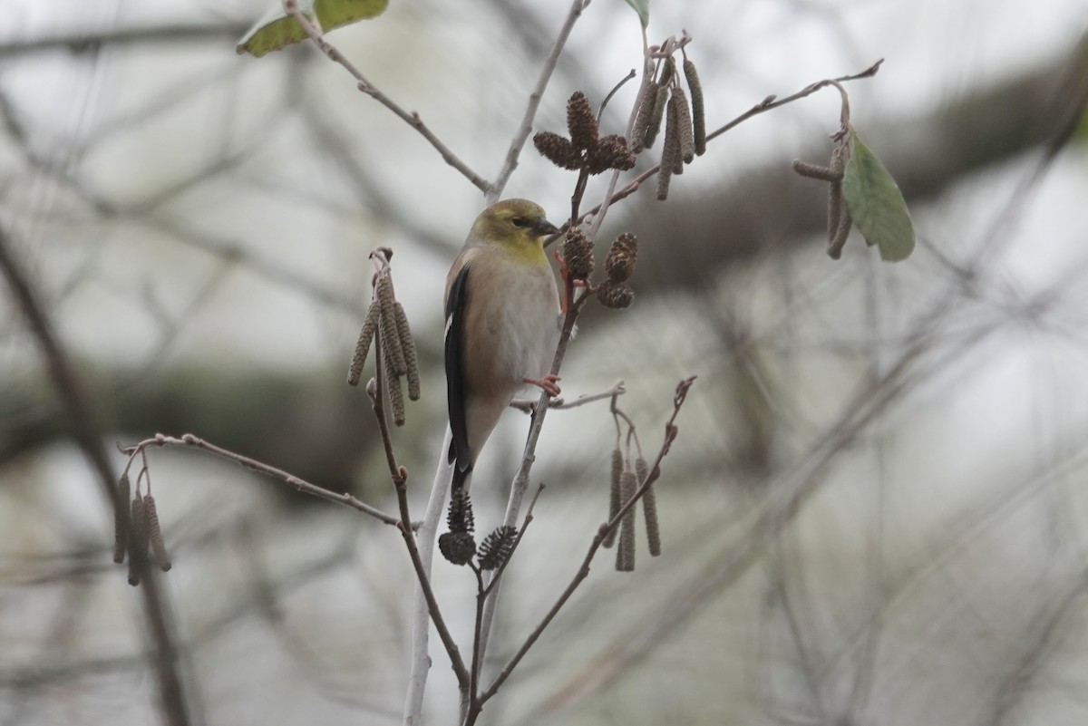 American Goldfinch - ML646309109
