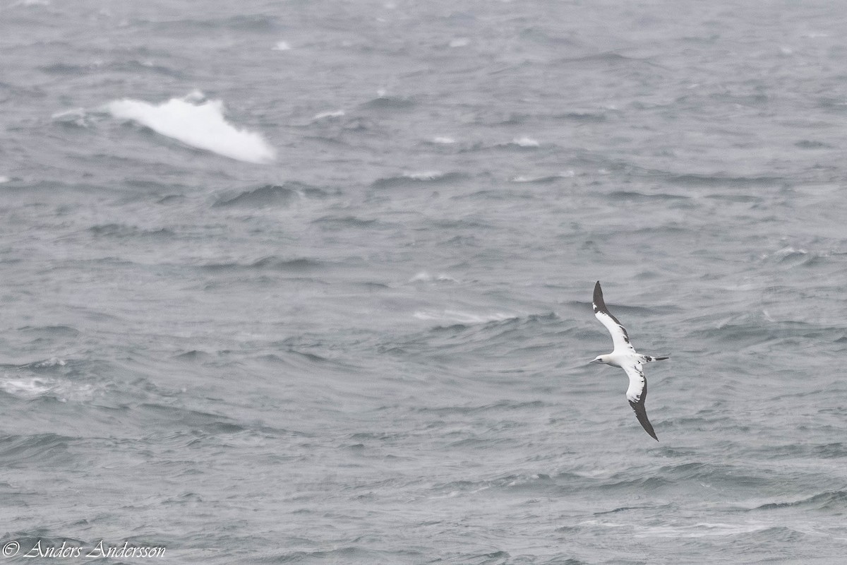 סולה מצויה - ML646309110