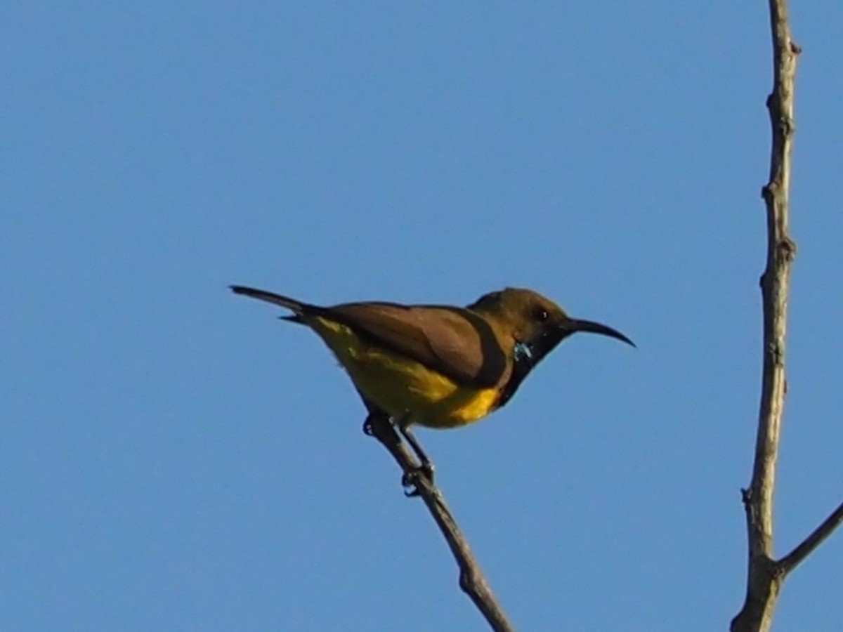 strdimil zdobený - ML646309114