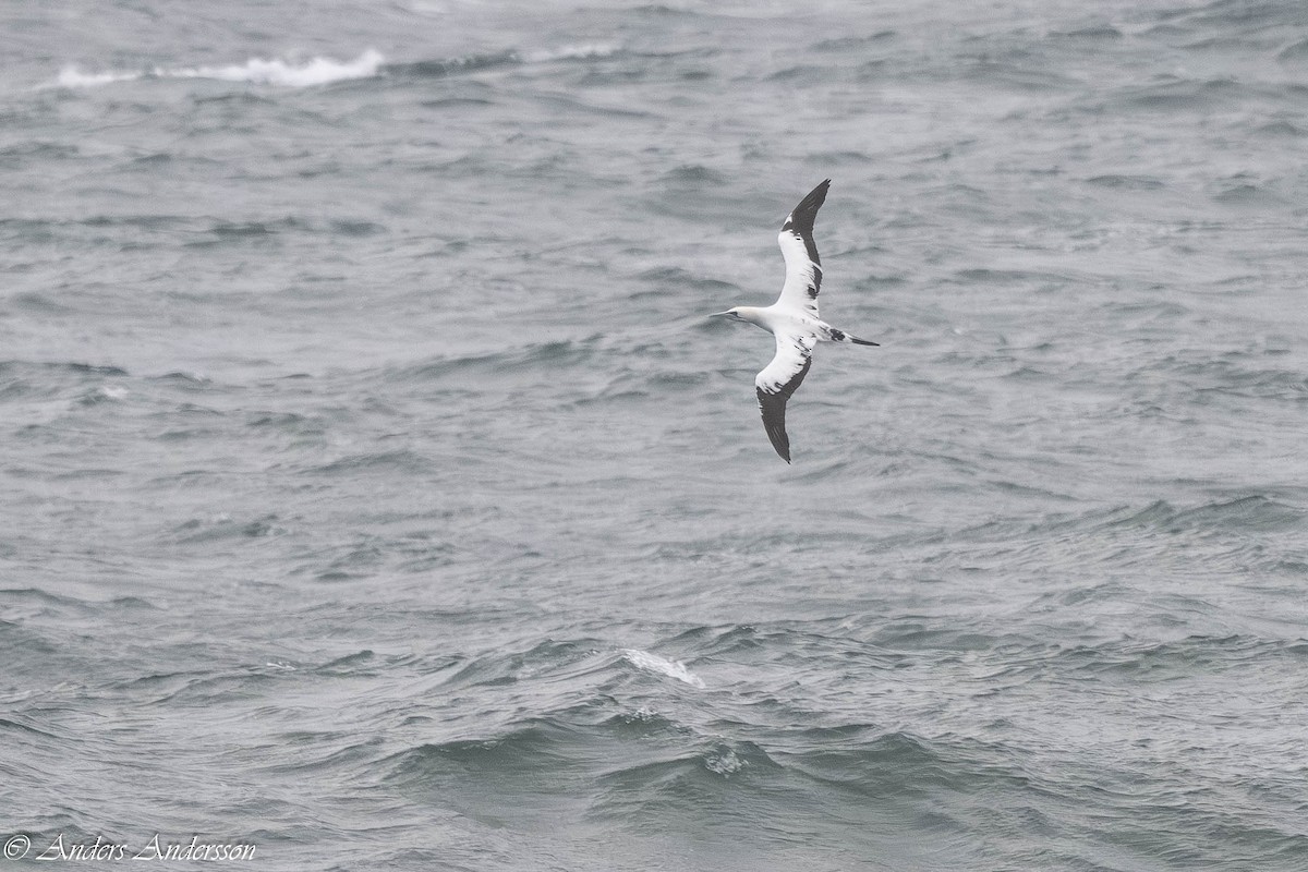 סולה מצויה - ML646309115