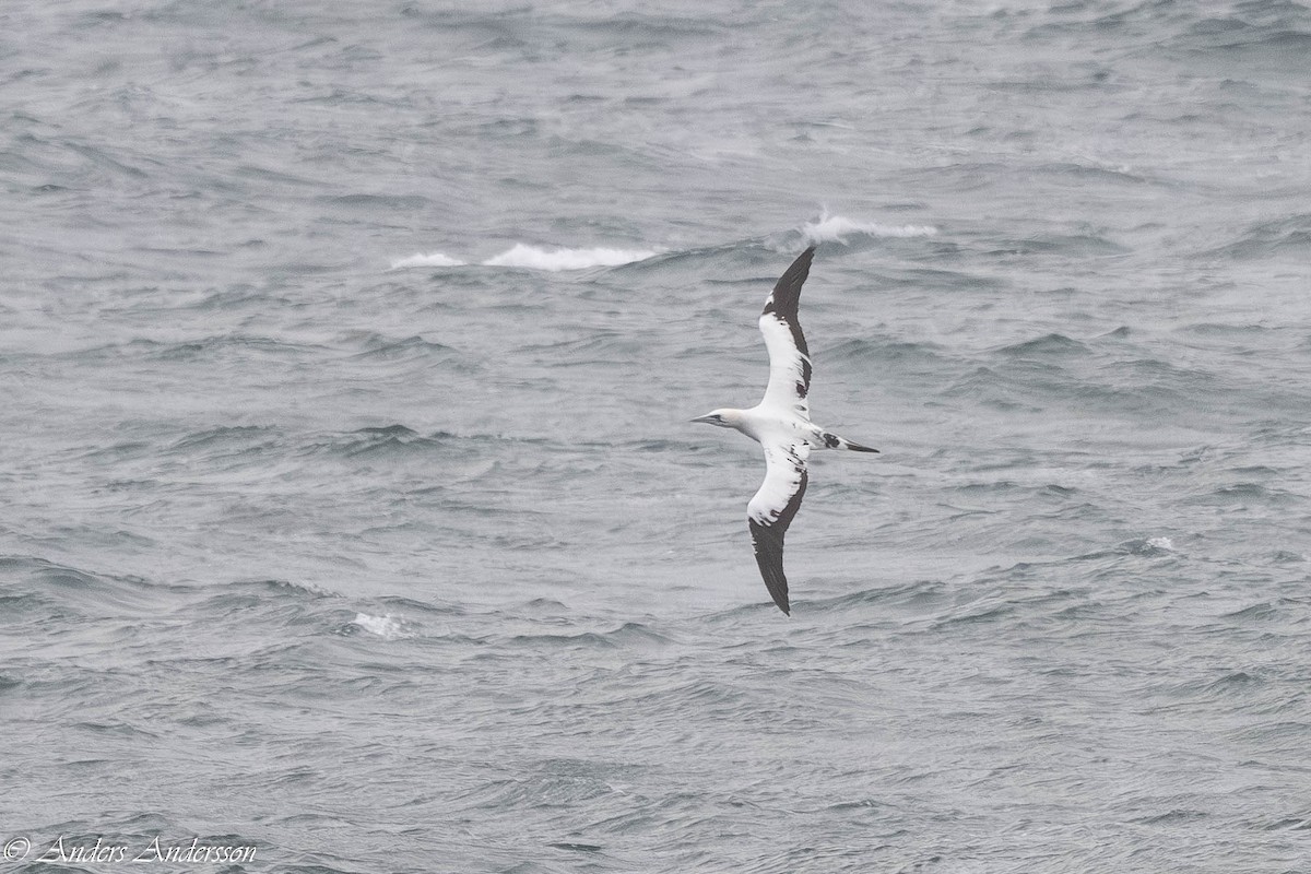 סולה מצויה - ML646309117