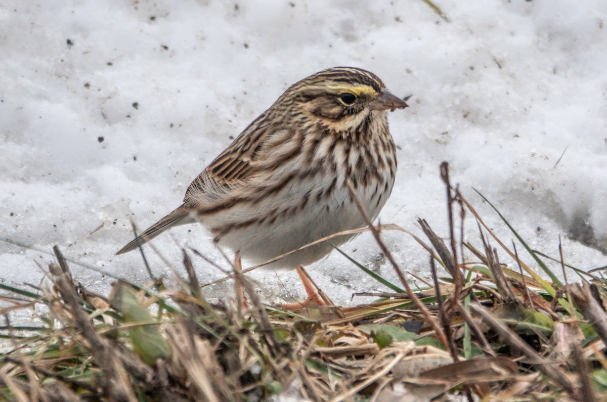 Savannah Sparrow - ML646309119