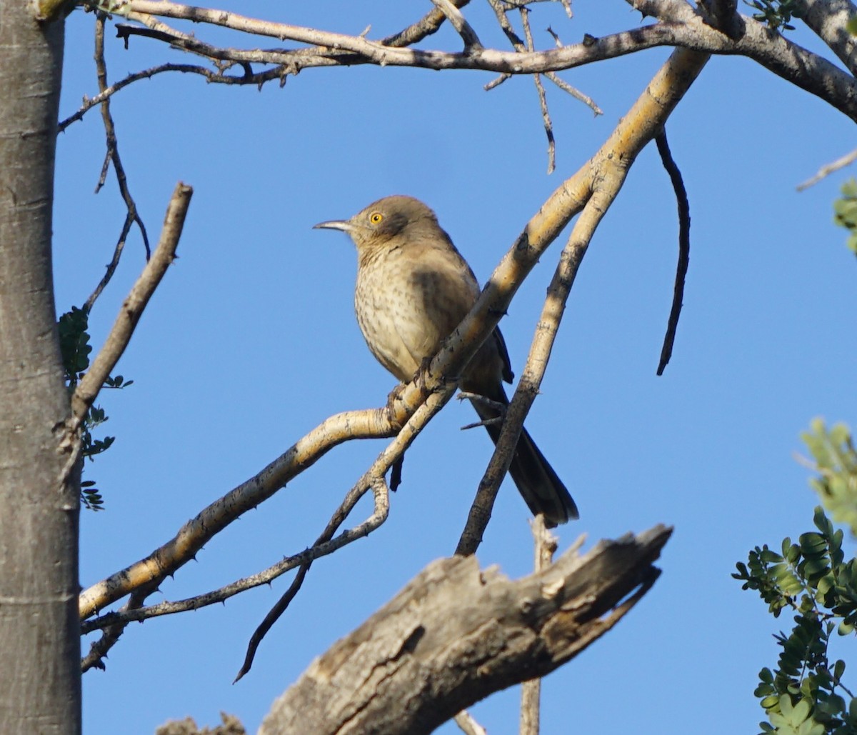 Bendire's Thrasher - ML646309121