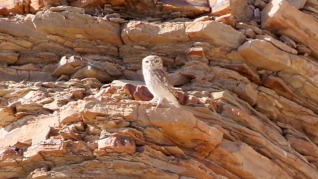 כוס החורבות - ML646309122