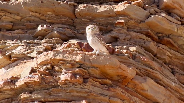 כוס החורבות - ML646309123
