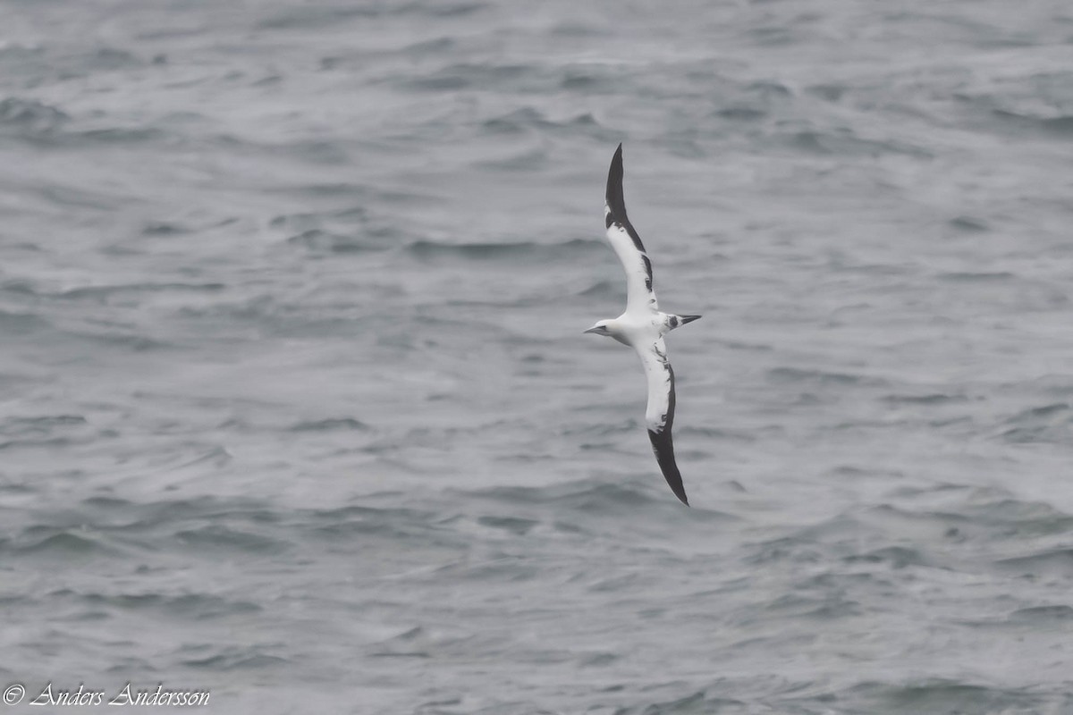 סולה מצויה - ML646309126