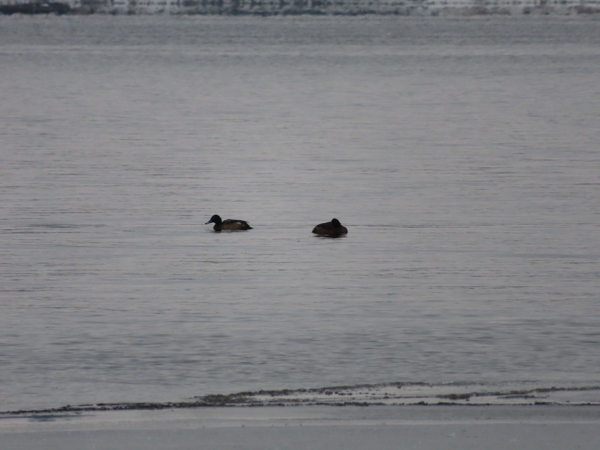Lesser Scaup - ML646309128