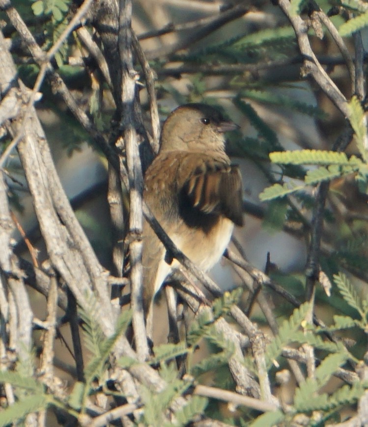 Dark-eyed Junco - ML646309130