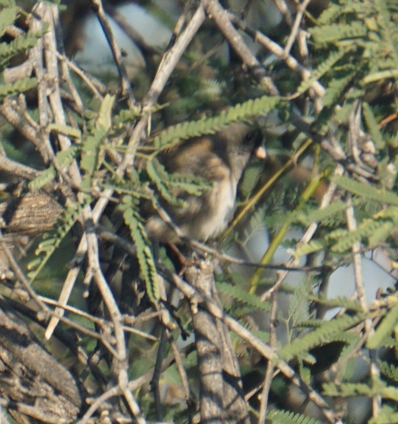 Dark-eyed Junco - ML646309131