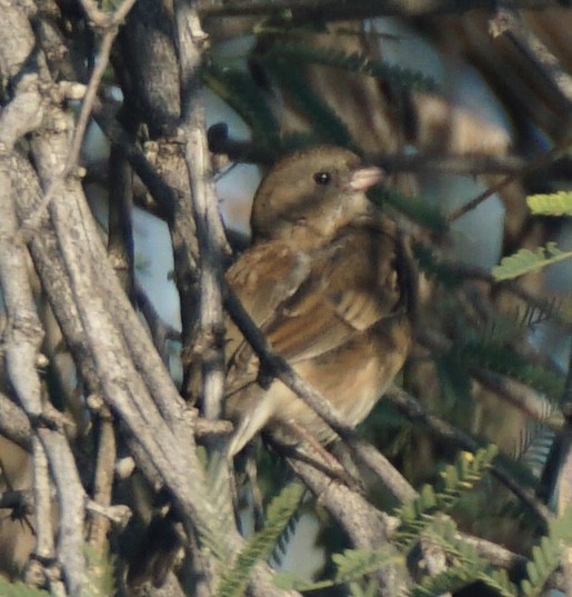 Dark-eyed Junco - ML646309132
