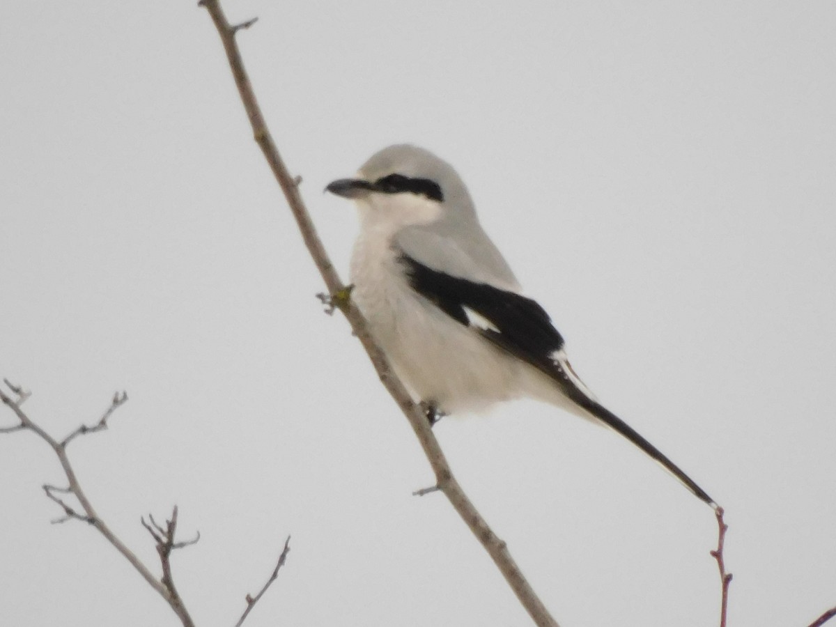 Alcaudón Boreal - ML646309133