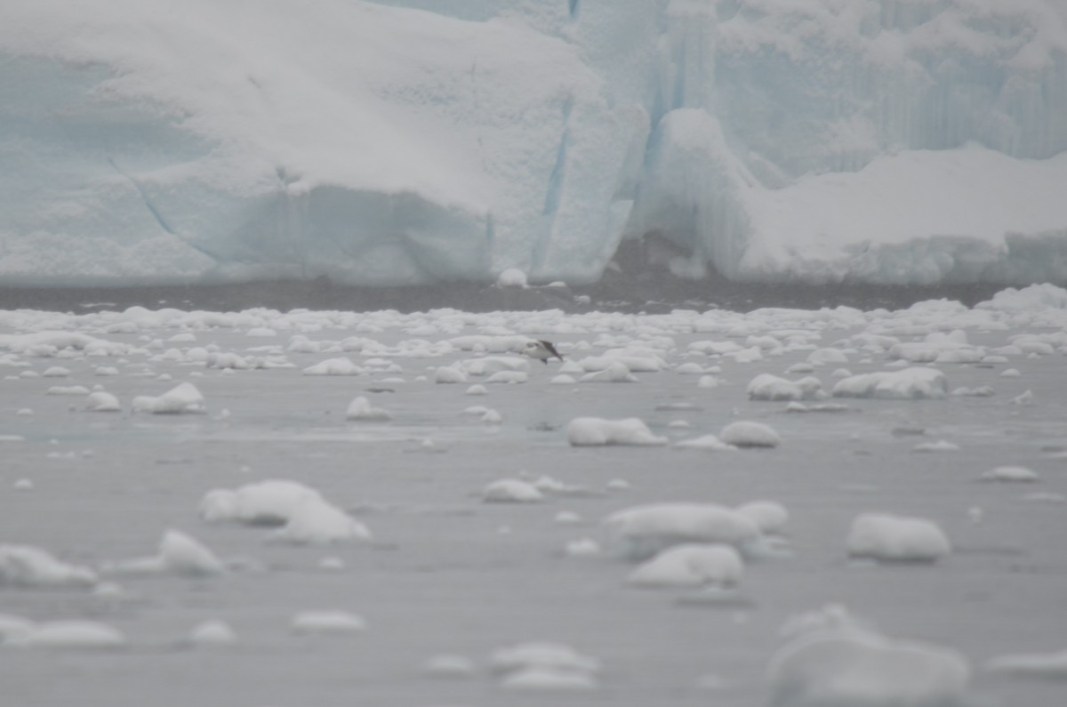 Kelp Gull - ML646309135