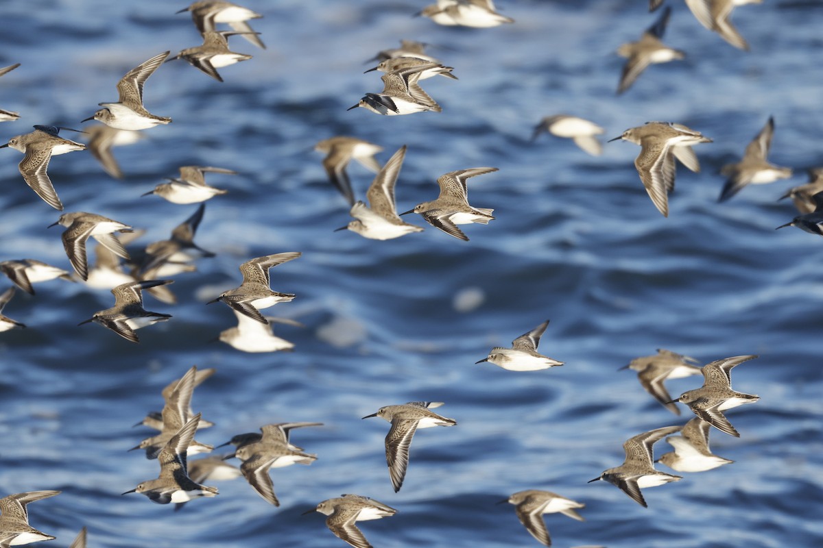 Dunlin - ML646309136