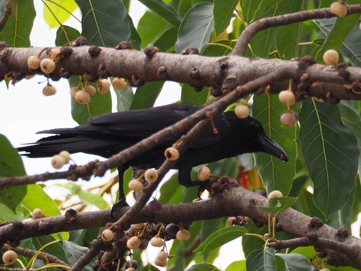 vrána tlustozobá - ML646309137