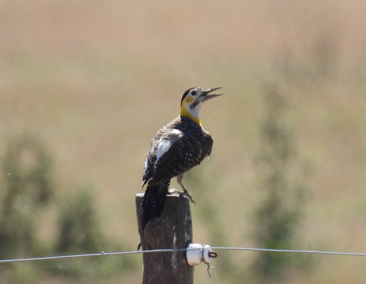 Campo Flicker - ML646309138