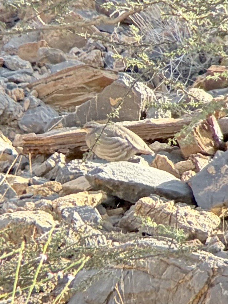 Sand Partridge - ML646309139