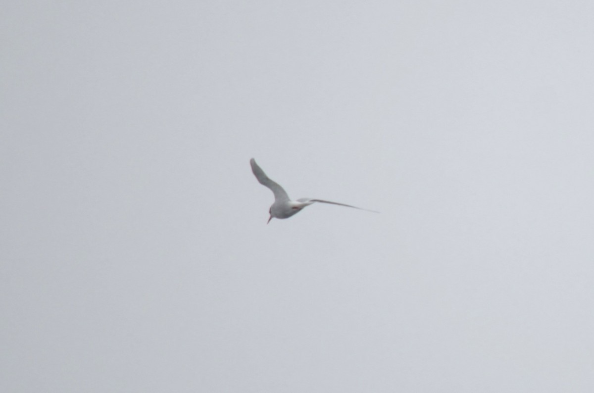 Antarctic Tern - ML646309141