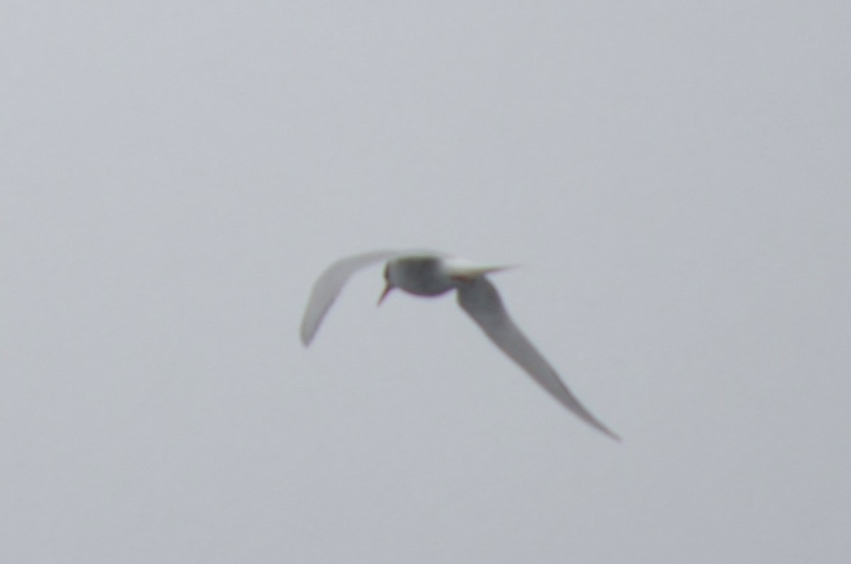 Antarctic Tern - ML646309142
