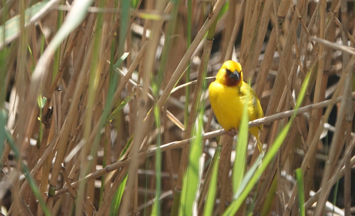 Southern Brown-throated Weaver - ML646309145