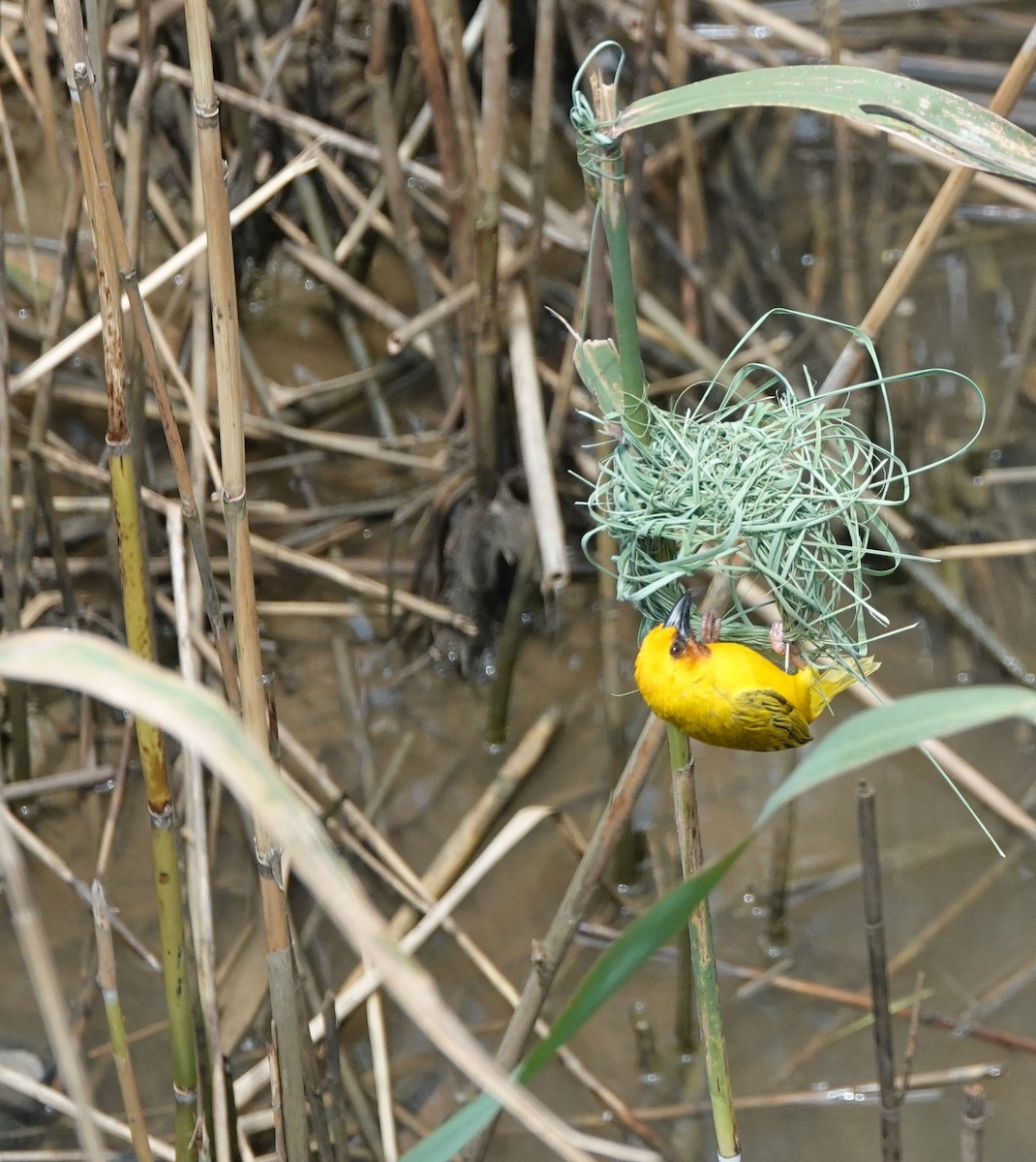 Southern Brown-throated Weaver - ML646309146