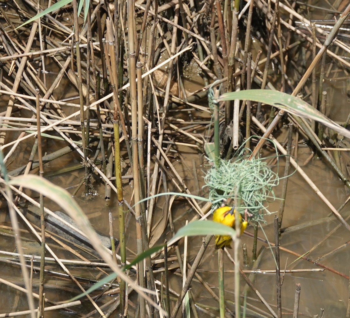 Southern Brown-throated Weaver - ML646309147