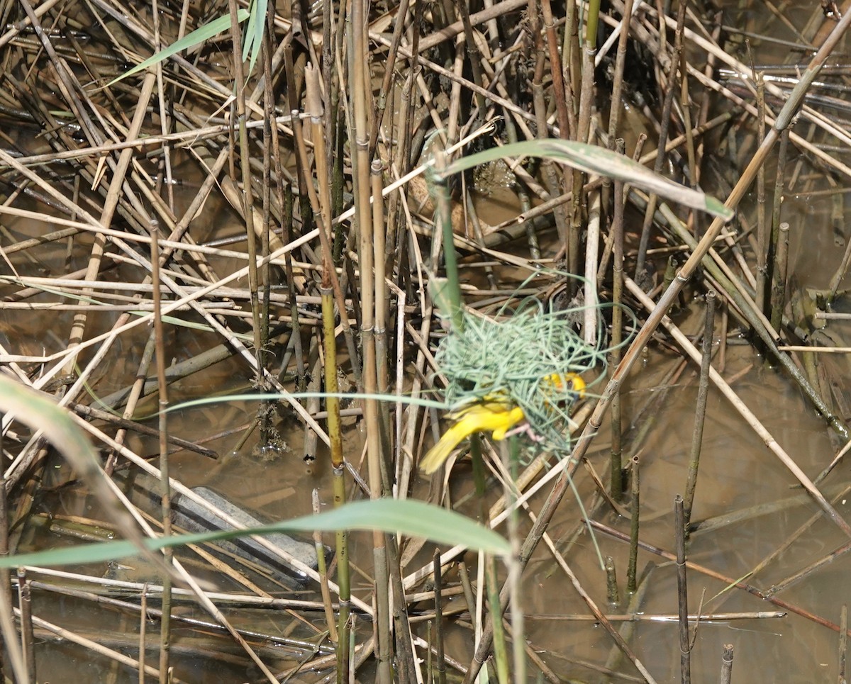 Southern Brown-throated Weaver - ML646309148