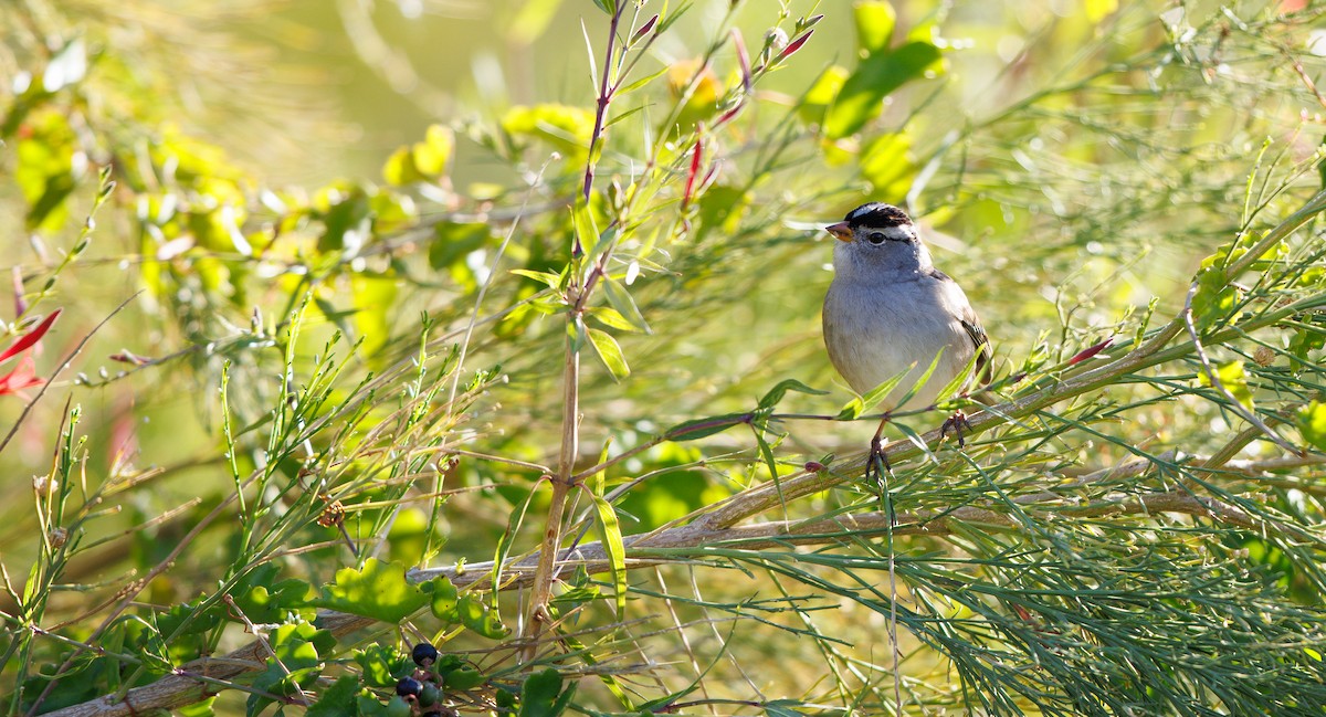 White-crowned Sparrow (Gambel's) - ML646309149