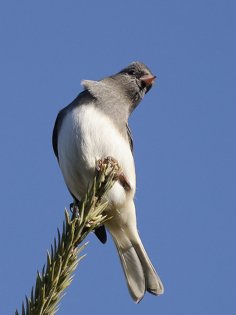 Dark-eyed Junco (Slate-colored) - ML646309150