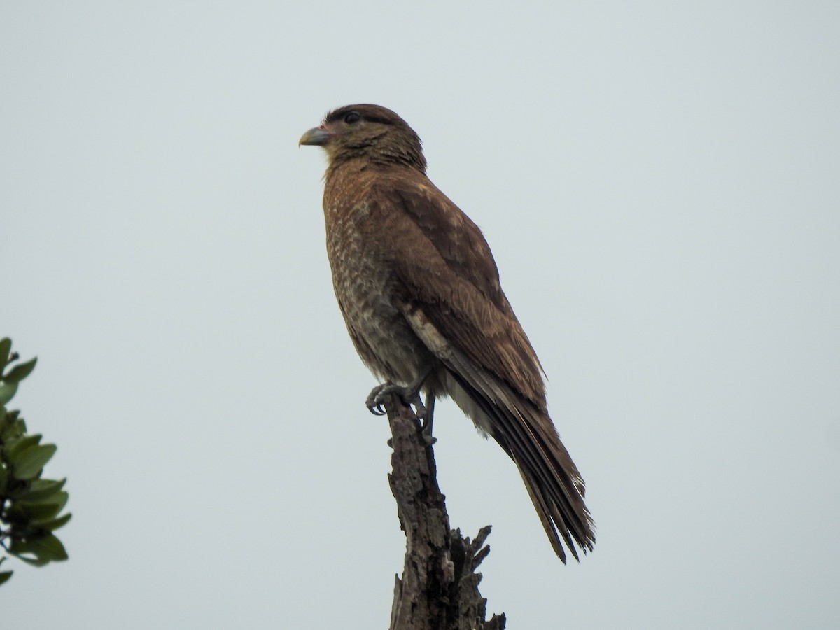 Çimango Karakarası - ML646309152