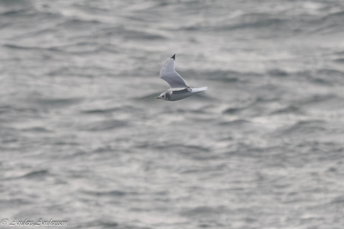 Моевка - ML646309153