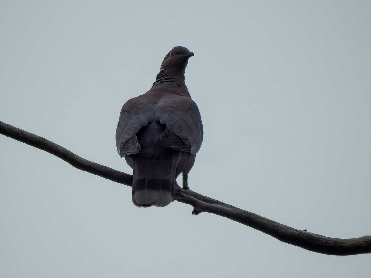 Şili Kızılca Güvercini - ML646309154