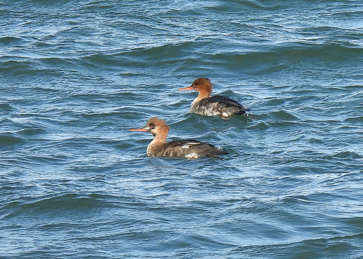 Red-breasted Merganser - ML646309155