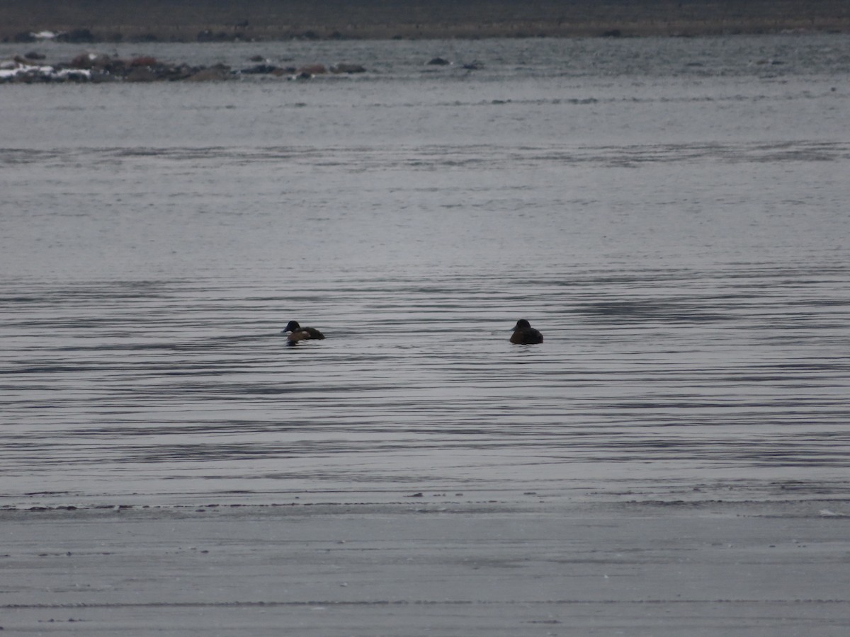 Lesser Scaup - ML646309157