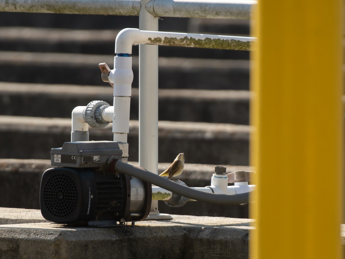 Palm Warbler - ML646309158