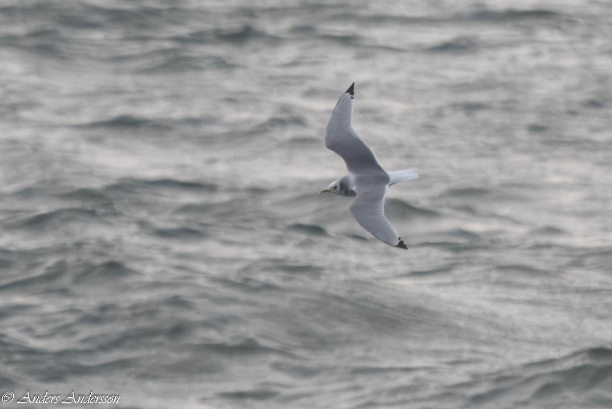 Моевка - ML646309159