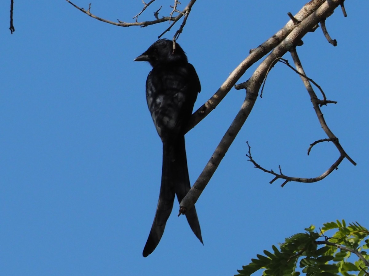 Black Drongo - ML646309160