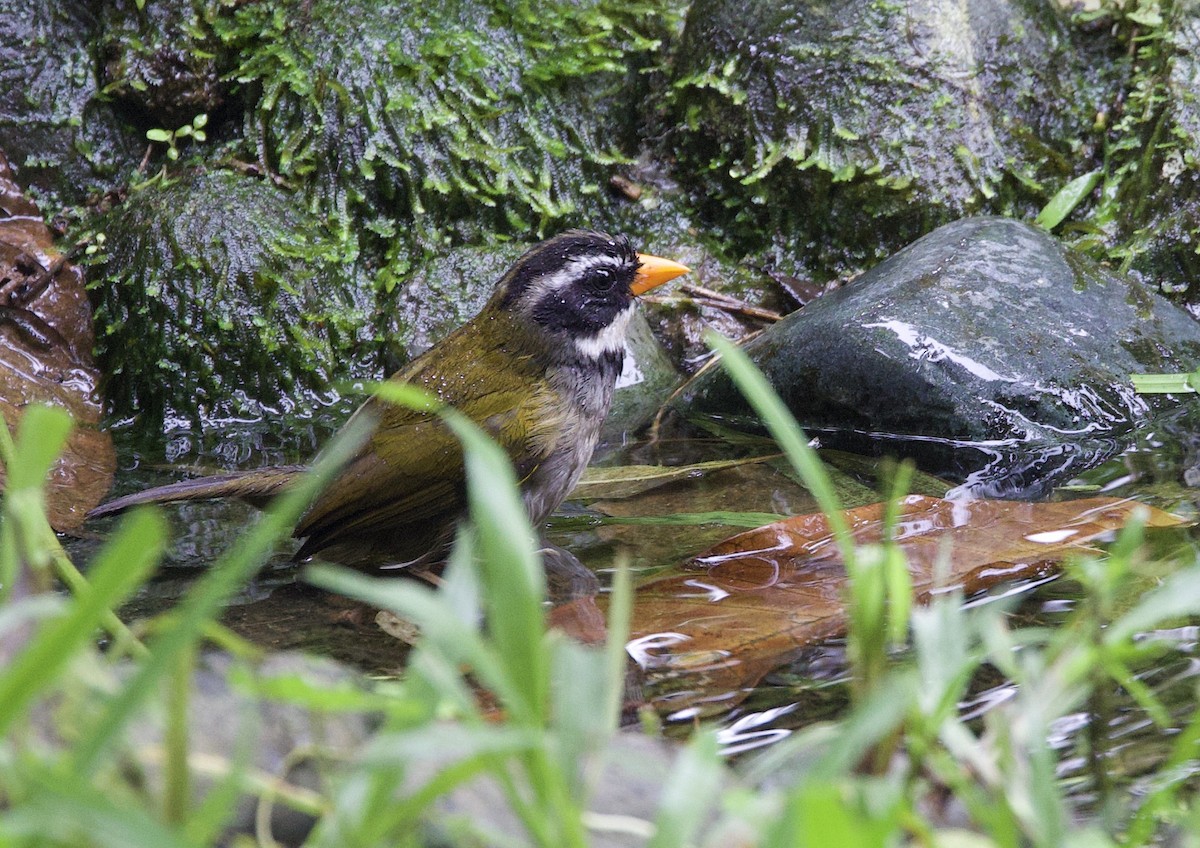 Тихоголос золотодзьобий - ML646309161