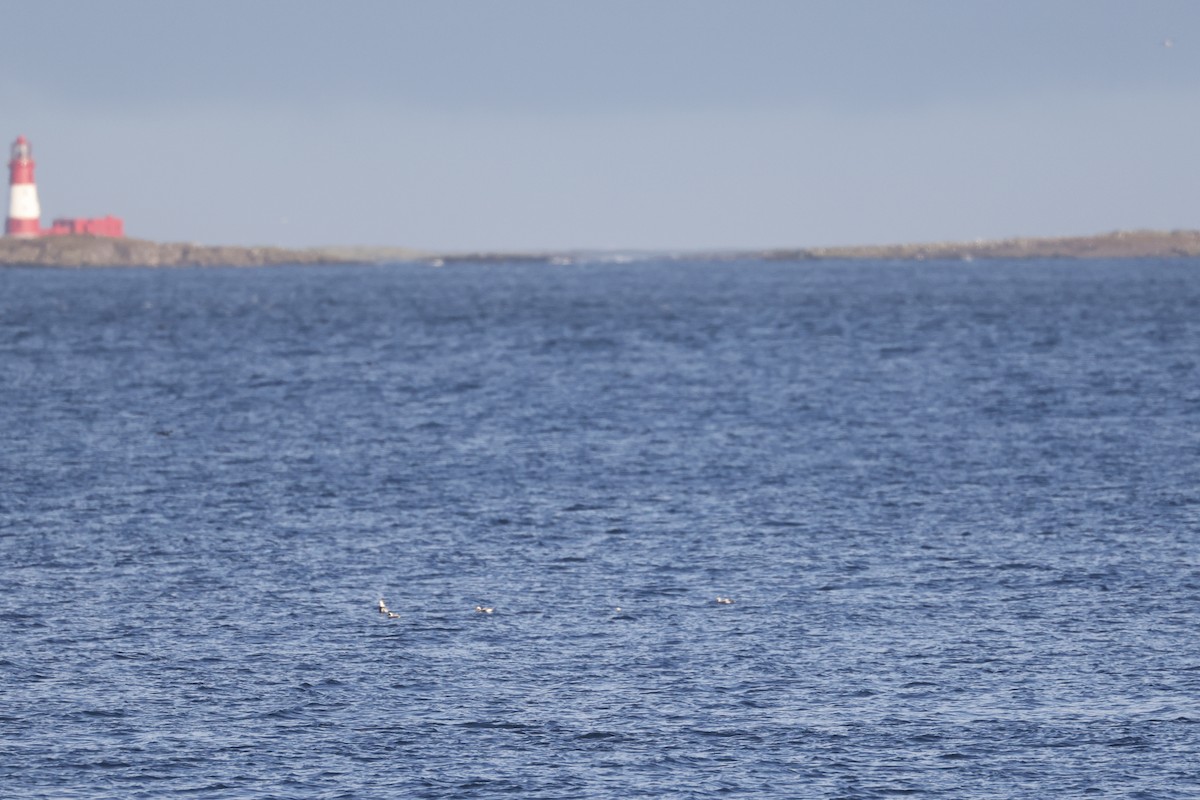 Long-tailed Duck - ML646309162