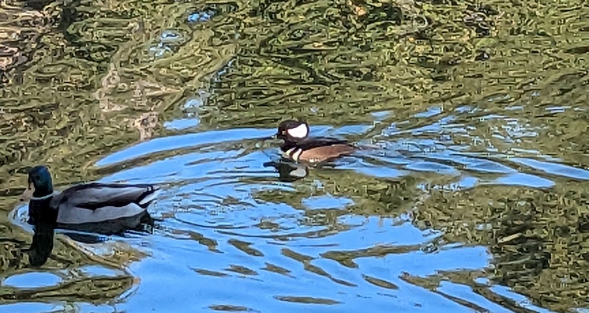 Hooded Merganser - ML646309163