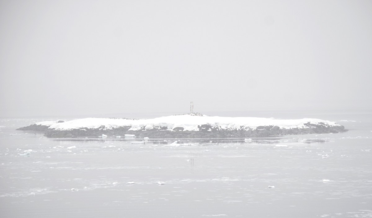 Gentoo Penguin - ML646309164