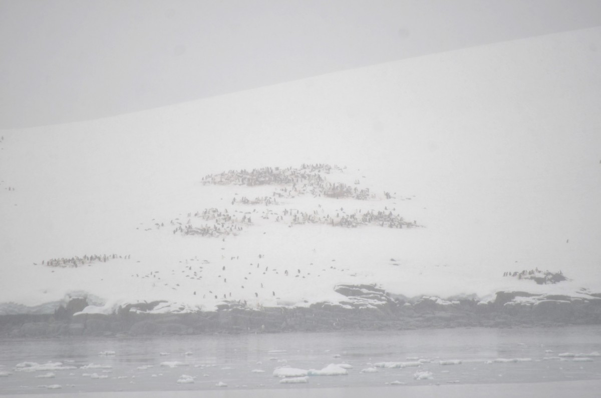 Gentoo Penguin - ML646309165