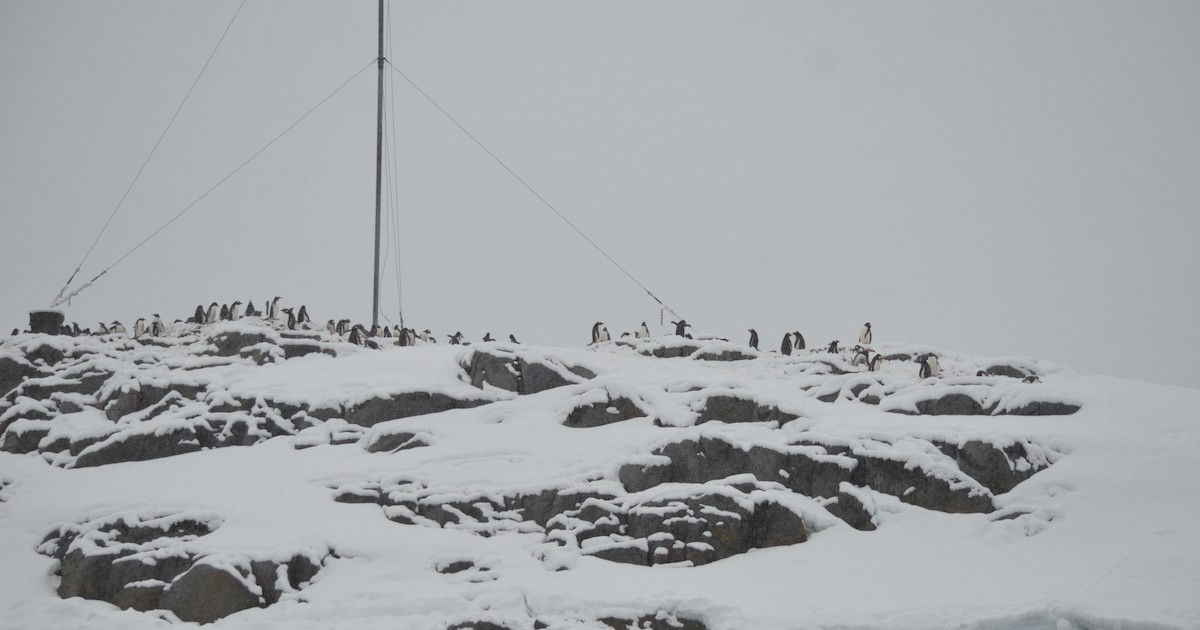 Gentoo Penguin - ML646309166